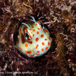Clown blenny photographed while snorkeling in Indonesia by coral triangle adventures