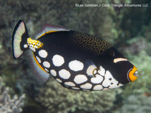 Clown triggerfish photographed while snorkeling in Indonesia by coral triangle adventures