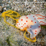 Clown nudibranch laying eggs photographed in Komodo by coral triangle adventures