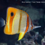 Copper-banded coralfish photographed while snorkeling in Indonesia by coral triangle adventures