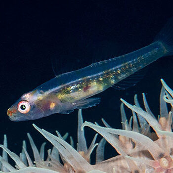 Coral whip goby photographed by coral triangle adventures while snorkeling in Indonesia