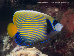 Emperor angelfish photographed while snorkeling in Indonesia by coral triangle adventures