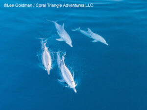 Spinner dolphins photographed in Komodo by coral triangle adventures