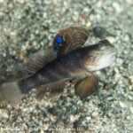 Flagfin Goby photographed while snorkeling in Indonesia by coral triangle adventures