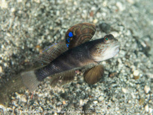 Flagfin Goby photographed while snorkeling in Indonesia by coral triangle adventures