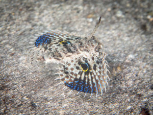 Flying gurnard photographed while snorkeling in Indonesia by coral triangle adventures