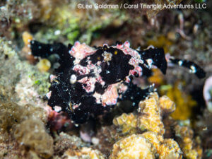 Frogfish photographed in Komodo by coral triangle adventures