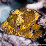 Juvenile star pufferfish photographed while snorkeling in Indonesia by coral triangle adventures