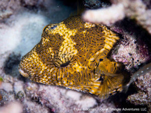 Juvenile star pufferfish photographed while snorkeling in Indonesia by coral triangle adventures