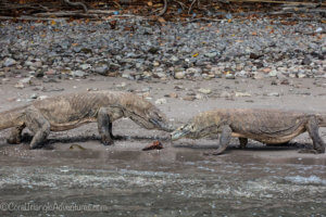 Komodo dragons photographed in Komodo by coral triangle adventures