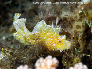 Yellow leaffish photographed in Komodo by coral triangle adventures