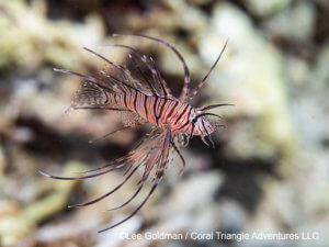 Juvenile Leaffish photographed in Komodo by coral triangle adventures