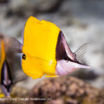 Longnose butterflyfish photographed while snorkeling in Indonesia by coral triangle adventures