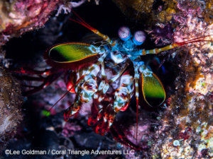 Mantis shrimp photographed in Komodo by coral triangle adventures