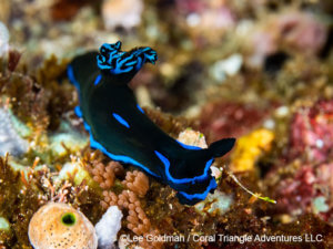 Tambja Morose photographed in Komodo by coral triangle adventures