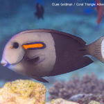 Orange shoulder surgeonfish photographed while snorkeling in Indonesia by coral triangle adventures