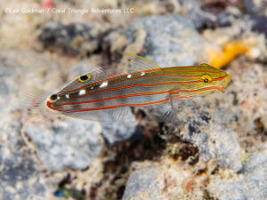Orange stripe goby photographed while snorkeling in Indonesia by coral triangle adventures