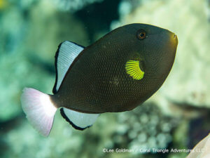 Pinktail triggerfish photographed while snorkeling in Indonesia by coral triangle adventures