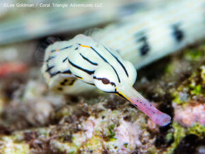 Reef pipefish photographed while snorkeling in Indonesia by coral triangle adventures