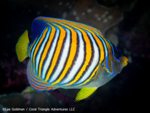 Regal angelfish photographed while snorkeling in Indonesia by coral triangle adventures