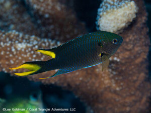 Regal Damoiselle photographed while snorkeling in Indonesia by coral triangle adventures