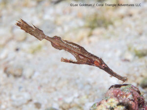 Robust ghost pipefish photographed while snorkeling in Indonesia by coral triangle adventures