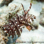 Juvenile rockmover wrasse photographed in Komodo by coral triangle adventures