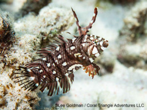 Juvenile rockmover wrasse photographed in Komodo by coral triangle adventures