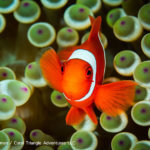 Spinecheek anemonefish photographed in Indonesia by coral triangle adventures