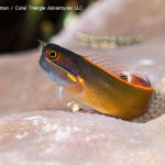 Tailspot Blenny photographed in Indonesia by coral triangle adventures