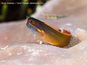 Tailspot Blenny photographed in Indonesia by coral triangle adventures