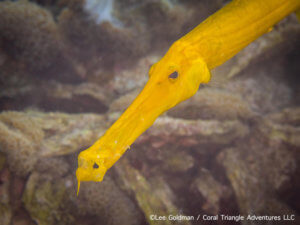 Trumpetfish photographed in Indonesia by coral triangle adventures