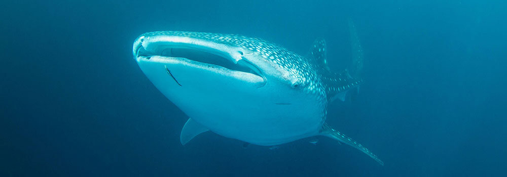 Whale shark photographed in Komodo national park by Coral Triangle Adventures