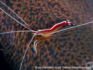 White-stripe shrimp photographed in Komodo by coral triangle adventures