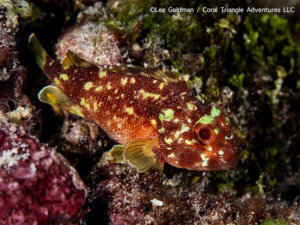 Yellow-spotted scorpionfish photographed in Indonesia by coral triangle adventures