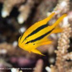 Yellowtail Damsel photographed in Indonesia by coral triangle adventures