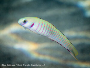 A zebra dartfish photographed in Indonesia by coral triangle adventures