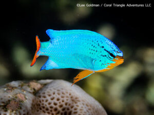 Male blue devil photographed while snorkeling in Indonesia by coral triangle adventures