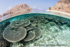 Table corals photographed while snorkeling in in Komodo, coral triangle adventures