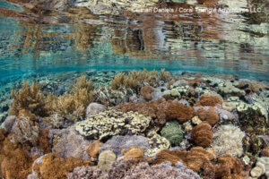 Colorful corals in shallow water photographed while snorkeling in in Komodo, coral triangle adventures