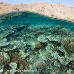 Reef diversity photographed while snorkeling in in Komodo, coral triangle adventures