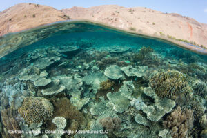 Reef diversity photographed while snorkeling in in Komodo, coral triangle adventures