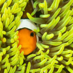 Anemonefish hiding in an anemone in Komodo National Park