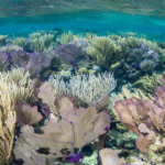 We snorkel over purple sea fans on our Belize snorkeling tour