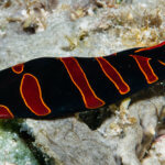 We saw this rare candycane sea slug on the Coral Triangle Adventures Alor, Indonesia snorkeling tour