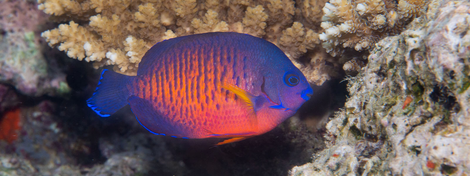 Twin-spine angelfish photographed while snorkeling in Fiji