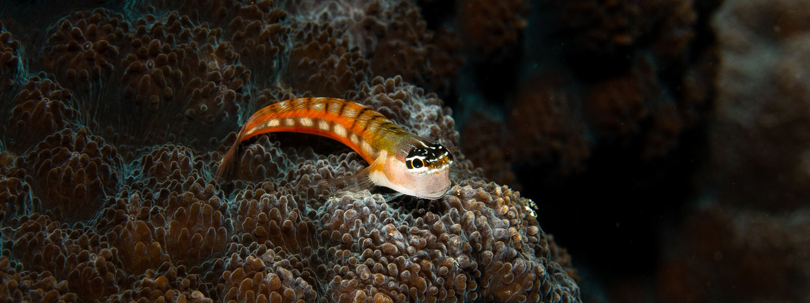 Clown blenny photographed while snorkeling in Alor, Indonesia