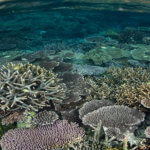 Coral gardens can be found throughout Raja Ampat