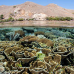 Snorkeling over scroll coral in Komodo National Park
