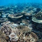 We snorkel over hard coral gardens on the coral triangle adventures snorkeling tour to Fiji